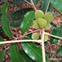 Lepisanthes tetraphylla var. trichocarpa (Thwaites) Wadhwa & Meijer